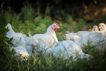 Close up image of a white Broiler Chicken living on a free range farm in a sustainable manner and cruelty free
