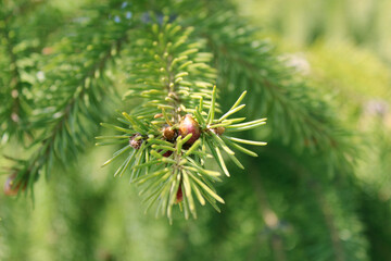 Green Pine Needles