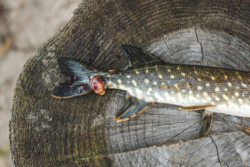 Pike fish caught by a fisherman with a wound from a bite, illness.