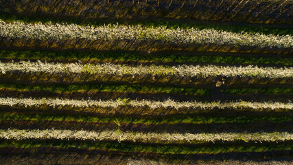 Beautiful Blossoming Apple Orchard in Spring