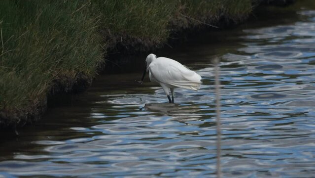 Little Egret water bird catching fish long sharp beak Ireland  river wildlife slow motion