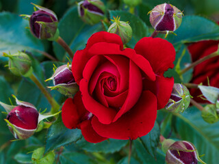 Rosa roja en primavera