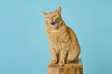 Obraz premium Funny red cat sitting on wooden column and grimacing with sticking out tongue. 