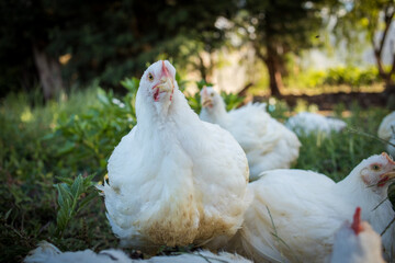 Close up image of a white Broiler Chicken living on a free range farm in a sustainable manner and cruelty free