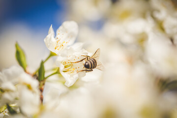 Beautiful Blossoming Apple Orchard in Spring
