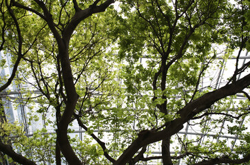branches against sky