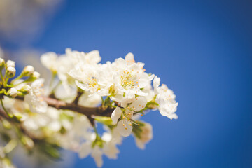 Fototapeta na wymiar Beautiful Blossoming Apple Orchard in Spring
