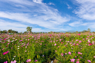 The Cosmos Flower field with sky,spring season flowers blooming beautifully in the field