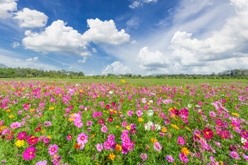 Fototapeta na wymiar The Cosmos Flower field with sky,spring season flowers blooming beautifully in the field