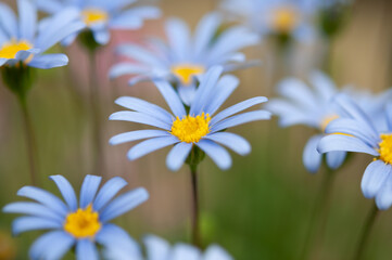 Blue daisy flowers blooming in the garden