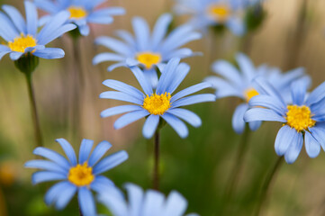 Blue daisy flowers in the garden