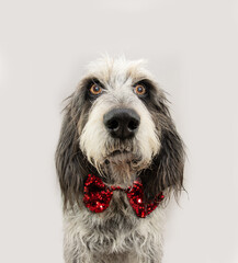 Portrait cute adult Blue Gascony Griffon dog celebrating valentine's day or christmas. Isolated on gray background.