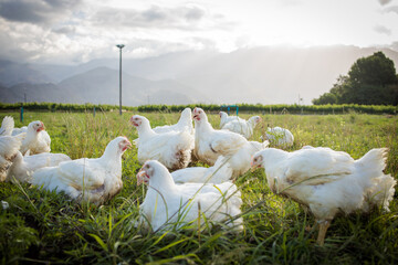 Close up image of a white Broiler Chicken living on a free range farm in a sustainable manner and...