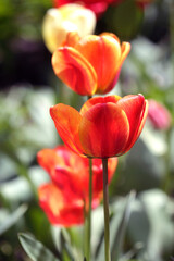 Naklejka premium Colorful spring flowers on nature background