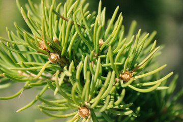 Green Pine Branches