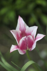 Colorful spring flowers on nature background