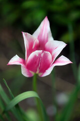 Colorful spring flowers on nature background