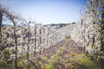 Beautiful Blossoming Apple Orchard in Spring