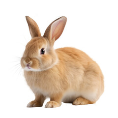 brown rabbit sitting isolated on white