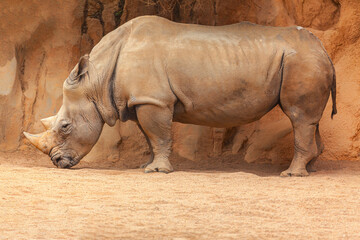 White Rhinoceros Animal . White Rhino Wild Animal 