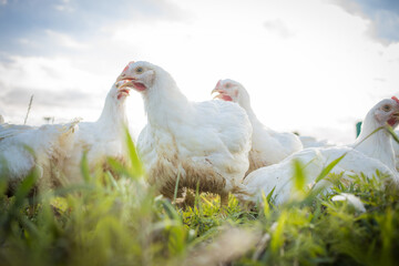 Close up image of a white Broiler Chicken living on a free range farm in a sustainable manner and cruelty free