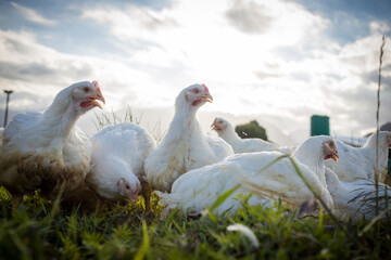 Close up image of a white Broiler Chicken living on a free range farm in a sustainable manner and cruelty free