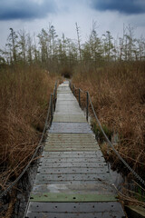 Wetland Board Walk