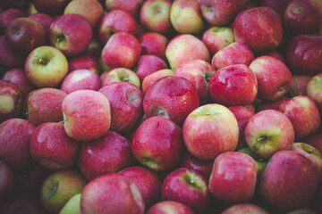 Close up image of apples in an apple orchard in south africa