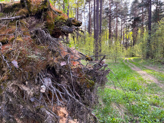 in the forest lies an uprooted tree in spring