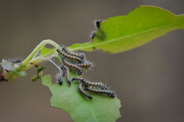 Fresh Hatched Tent Caterpillars