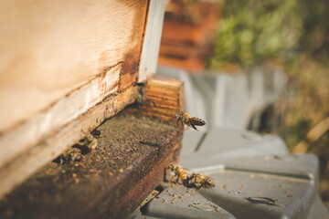 Close up image of bees leaving a bee hive to pollinate fruit trees in an orchard