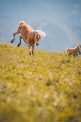 Hüpfender Haflinger auf der Wiese