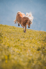 Hüpfender Haflinger auf der Wiese