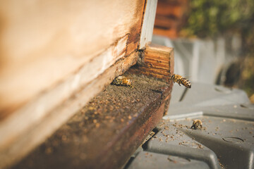Close up image of bees leaving a bee hive to pollinate fruit trees in an orchard
