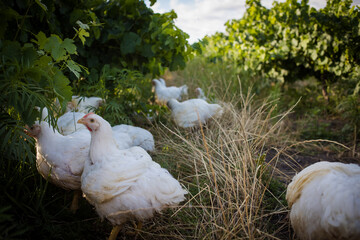 Close up image of a white Broiler Chicken living on a free range farm in a sustainable manner and cruelty free