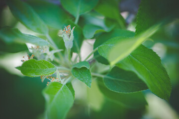 Close up image of apples in an apple orchard in south africa