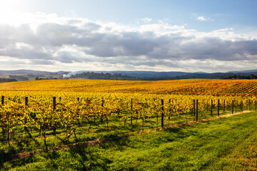 Fototapeta premium Yarra Valley Vineyard and Landscape in Australia