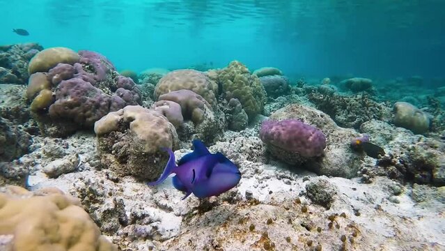 Red toothed triggerfish with blue stripe cleaner wrasse at the cleaner station in a tropical coral garden in the reef of a Maldives island in wide angle mode of the video camera