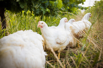 Close up image of a white Broiler Chicken living on a free range farm in a sustainable manner and cruelty free