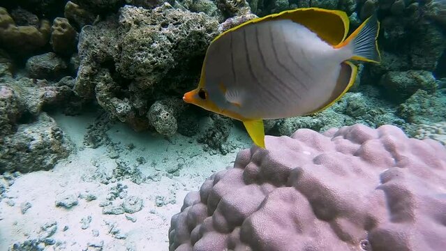Yellowhead butterflyfish is swimming over tropical coral at a coral garden in reef of Maldives island in wide angle video camera mode