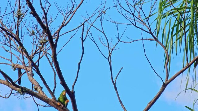 Parrots, beautiful parrots feeding in a small town in Brazil, 4k, natural light.