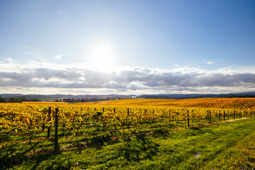 Fototapeta premium Yarra Valley Vineyard and Landscape in Australia