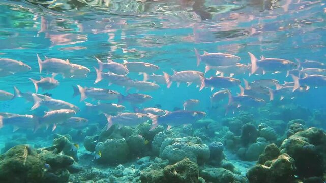 School of fringelip mullet swimming over tropical coral in coral garden in reef of Maldives island in wide angle video camera mode