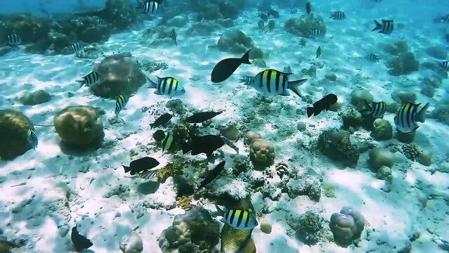 Two titan trigger fish fight with each other among tropical coral in reef of Maldives island in wide angle video camera mode