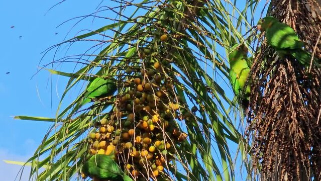 Parrots, beautiful parrots feeding in a small town in Brazil, 4k, natural light.