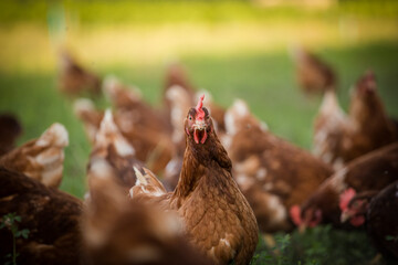 Close up image of a free range chicken on a farm in a field and in the chicken coop.