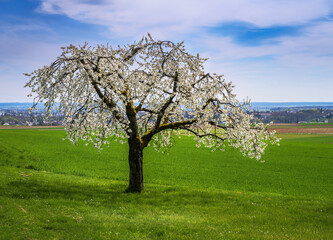 Fototapeta na wymiar Spring scenic with a flowering cherry tree