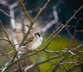Sparrow sitting on the branch of a tree
