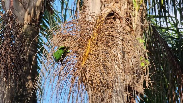 Parrots, beautiful parrots feeding in a small town in Brazil, 4k, natural light.