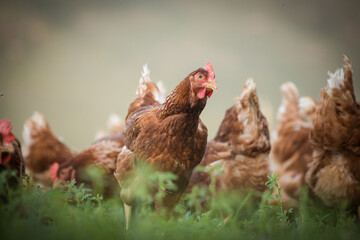 Close up image of a free range chicken on a farm in a field and in the chicken coop.